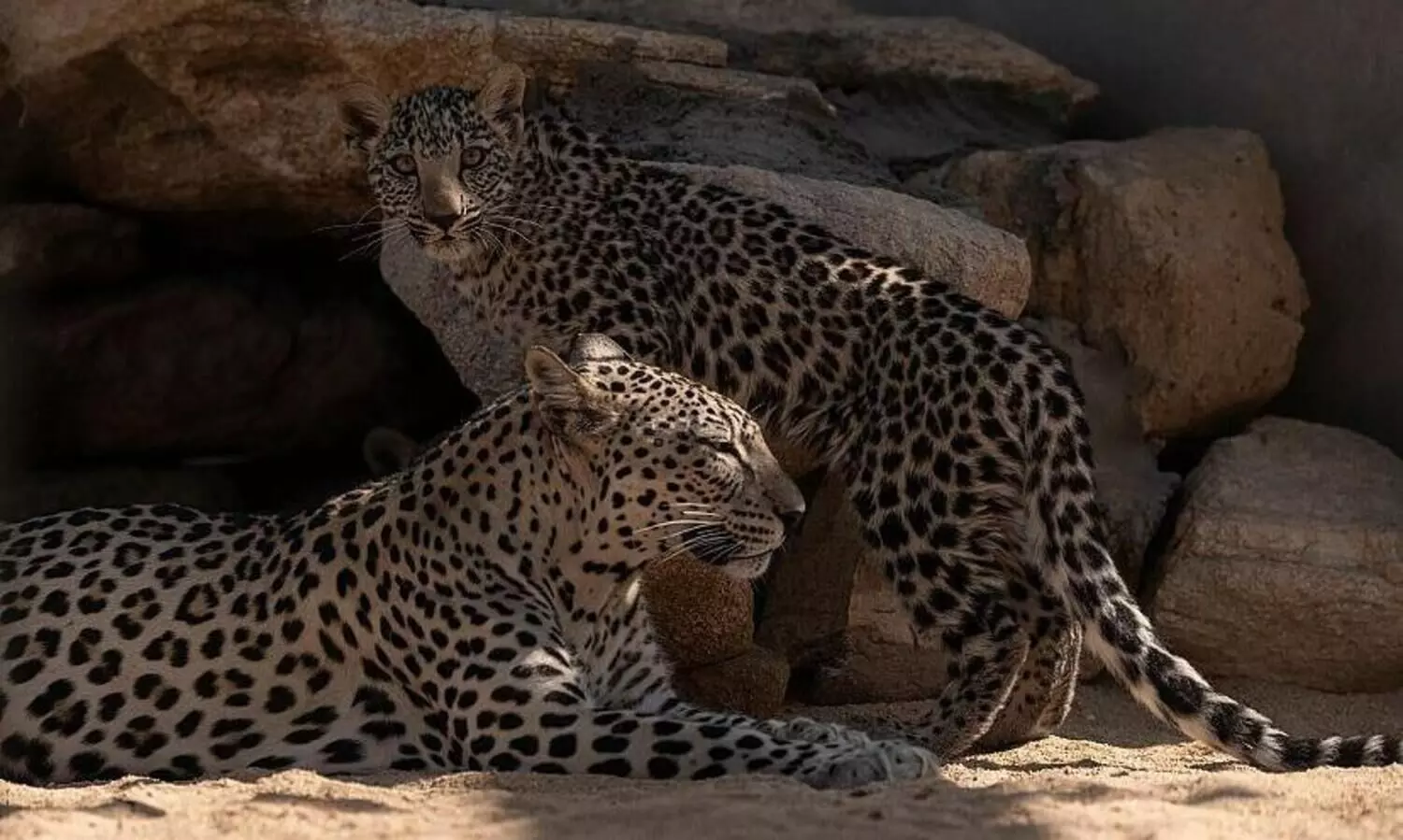 അറേബ്യൻ പുള്ളിപ്പുലി ദിനം ആചരിച്ചു