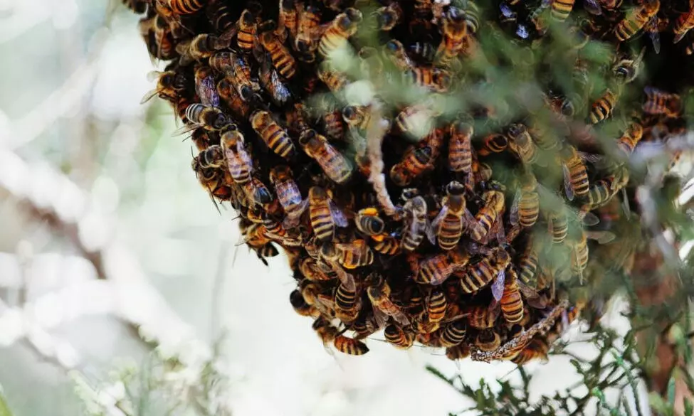 അധികൃതർ കൈമലർത്തുന്നു; മലയോരം കാട്ടുതേനീച്ച ഭീതിയിൽ അധികൃതർ കൈമലർത്തുന്നു; മലയോരം കാട്ടുതേനീച്ച ഭീതിയിൽ