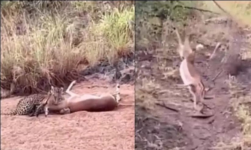 cheetah catching its prey cheetah catching its prey