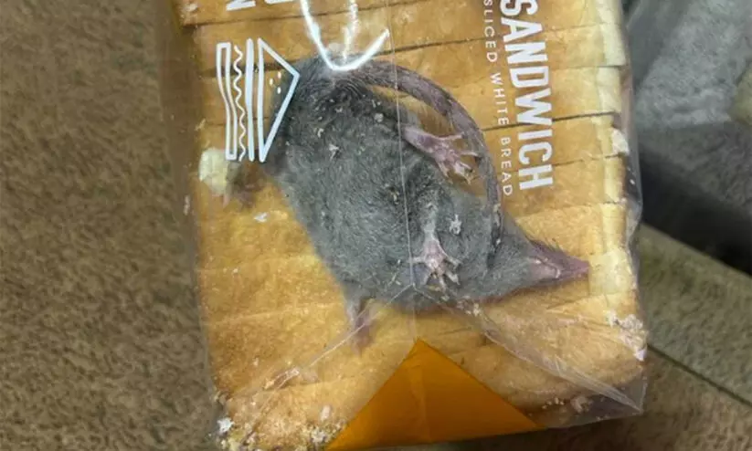 live rat found in a bread packet live rat found in a bread packet