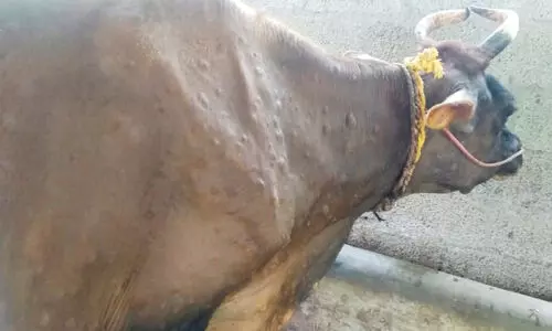 ച​ര്‍മ​മു​ഴ:പൂ​വ​ച്ച​ലി​ൽ അ​ഞ്ച്​ പ​ശു​ക്ക​ൾ ച​ത്തു