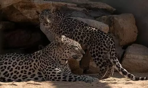 അറേബ്യൻ പുള്ളിപ്പുലി ദിനം ആചരിച്ചു