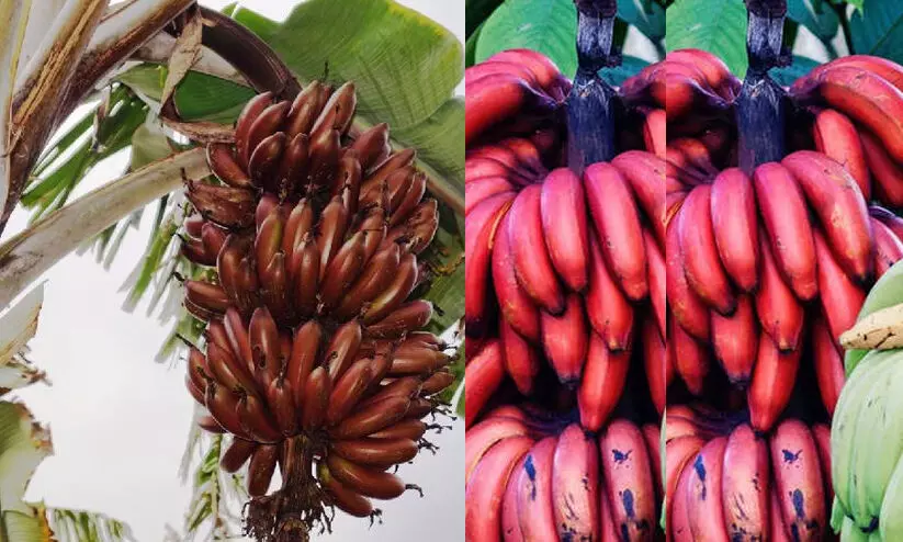 വാഴക്കുല മോഷണം: മൂന്നുപേർ അറസ്റ്റിൽ വാഴക്കുല മോഷണം: മൂന്നുപേർ അറസ്റ്റിൽ