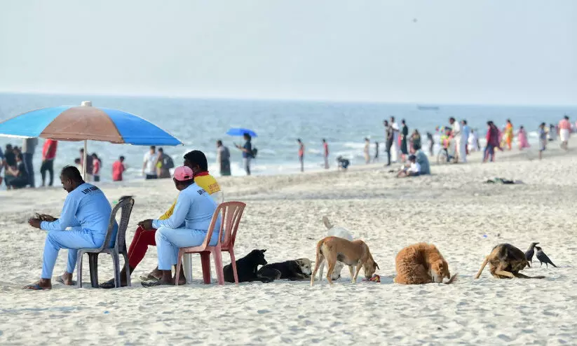 ആലപ്പുഴയിൽ നായ്​ക്കളുടെ വാക്​സിനേഷൻ നിലച്ചു; എ.ബി.സി പദ്ധതിയുമില്ല