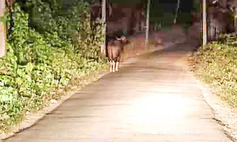 wild buffalo in mundakayam wild buffalo in mundakayam