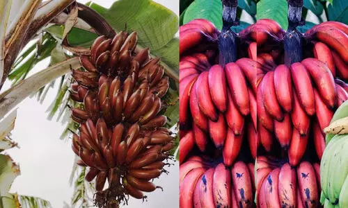 വാഴക്കുല മോഷണം: മൂന്നുപേർ അറസ്റ്റിൽ