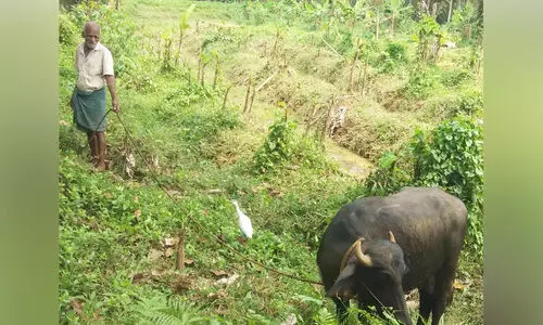 കാ​ലി​ത്തീ​റ്റ വി​ല​വ​ർ​ധ​ന പ്ര​തി​സ​ന്ധി​യാ​യി: പോ​ത്തു​പ​രി​പാ​ല​ന​ത്തി​ലേ​ക്ക് ചു​വ​ടു മാ​റി ക്ഷീ​ര​ക​ർ​ഷ​ക​ർ