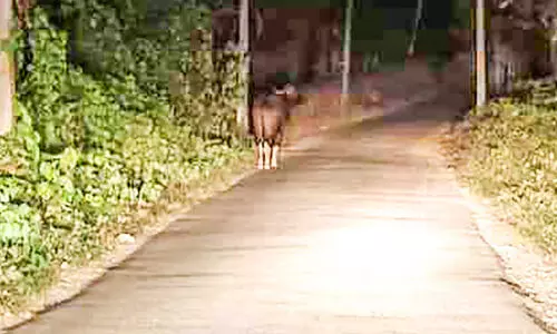 wild buffalo in mundakayam