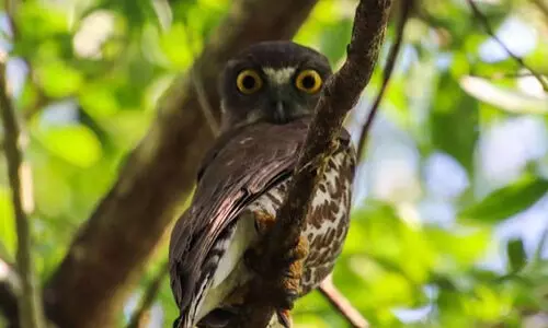 സുന്ദര്‍ബന്‍സിൽ 145 പക്ഷിവിഭാഗങ്ങളെ കണ്ടെത്തി