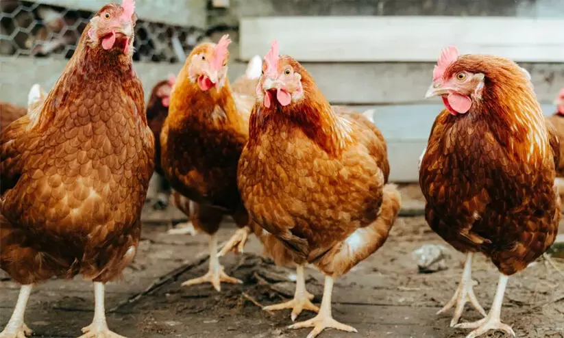 പ​ക്ഷി​പ്പ​നി: സാമ്പത്തിക തകർച്ചയിൽ കർഷകർ