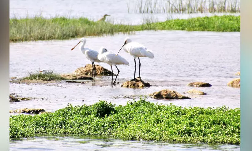 സഞ്ചാരികളുടെ മനംകവർന്ന് പ്രകൃതി സംരക്ഷണ കേന്ദ്രങ്ങൾ സഞ്ചാരികളുടെ മനംകവർന്ന് പ്രകൃതി സംരക്ഷണ കേന്ദ്രങ്ങൾ