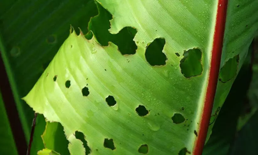 banana leaf 98767 banana leaf 98767