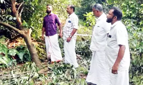 Wild Elephant attack