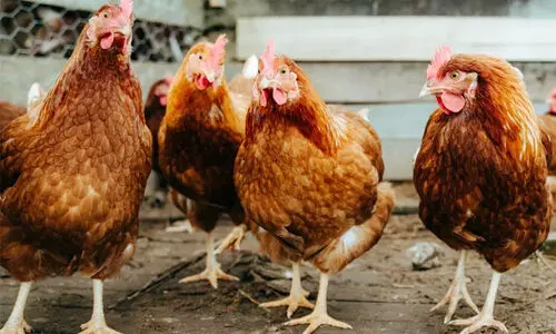 പ​ക്ഷി​പ്പ​നി: സാമ്പത്തിക തകർച്ചയിൽ കർഷകർ