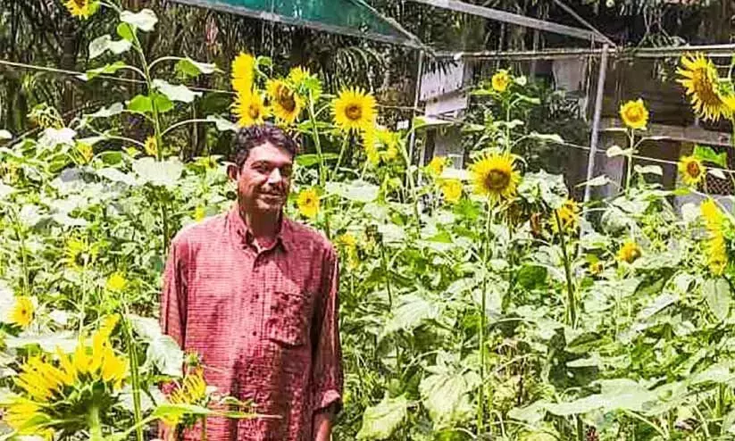 സൂര്യകാന്തീ സൂര്യകാന്തീ സ്വപ്നം കാണുവതാരേ...