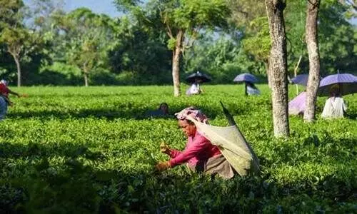 government has made the plantation sector tax-free government has made the plantation sector tax-free