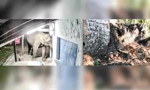 ചൊക്കനാടും വിരിപാറയിലും കാട്ടാന ​ആക്രമണം