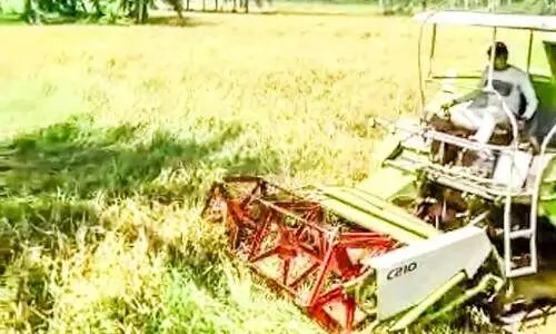 കൊയ്ത്തുകാലം തുടങ്ങി; കർഷകർ പ്രതീക്ഷയിൽ