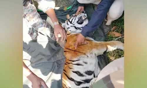 കുടകിൽ രണ്ടുപേരെ കൊന്ന കടുവയെ പിടികൂടി