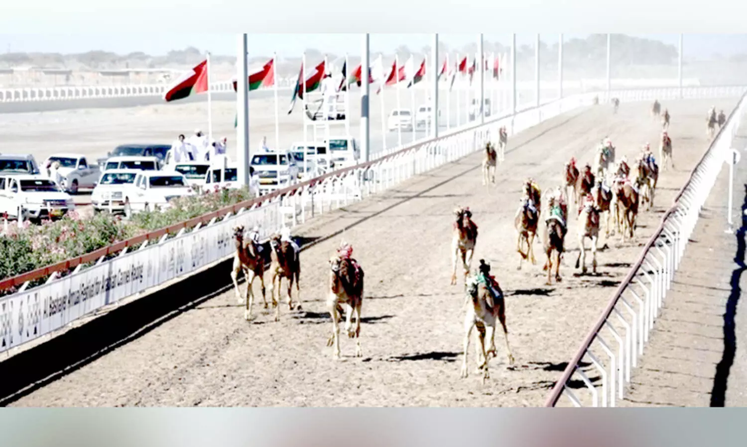 അൽബഷയർ ഒട്ടകോത്സവത്തിന്​ തുടക്കം