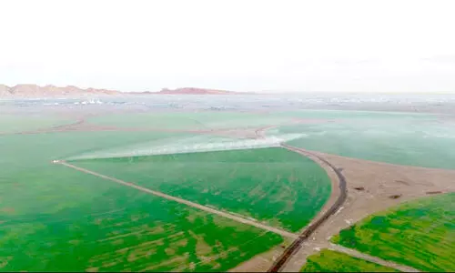 വിളവെടുപ്പിനൊരുങ്ങി ഷാർജയിലെ ഗോതമ്പ് പാടങ്ങൾ