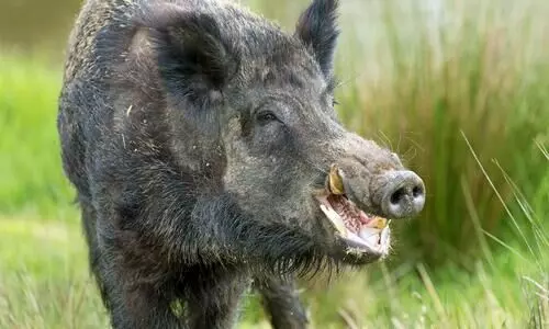 wild boar