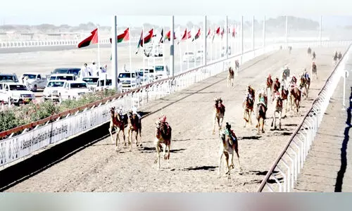 അൽബഷയർ ഒട്ടകോത്സവത്തിന്​ തുടക്കം