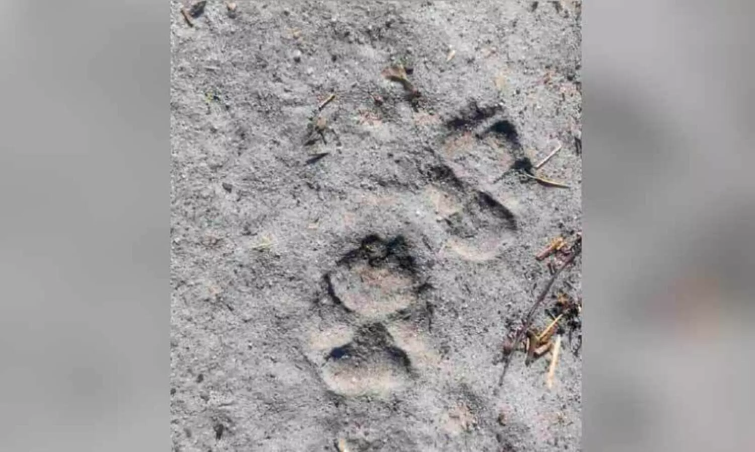 പു​ലി ഭീ​തി​യി​ൽ മാ​യാ​പു​രം