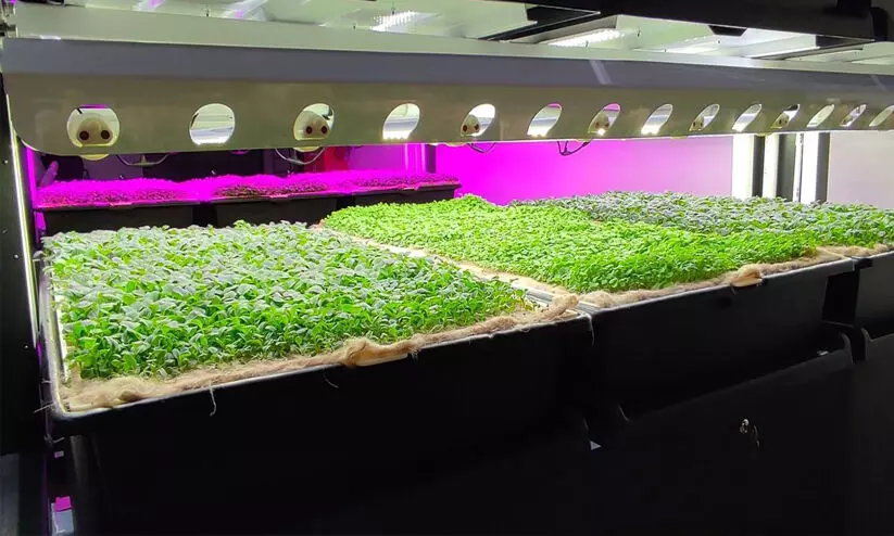 ഏ​റ്റ​വും വ​ലി​യ ഇ​ന്‍ഡോ​ര്‍ വെ​ർ​ട്ടി​ക്ക​ൽ ഫാം ​അ​ബൂ​ദ​ബി​യി​ല്‍