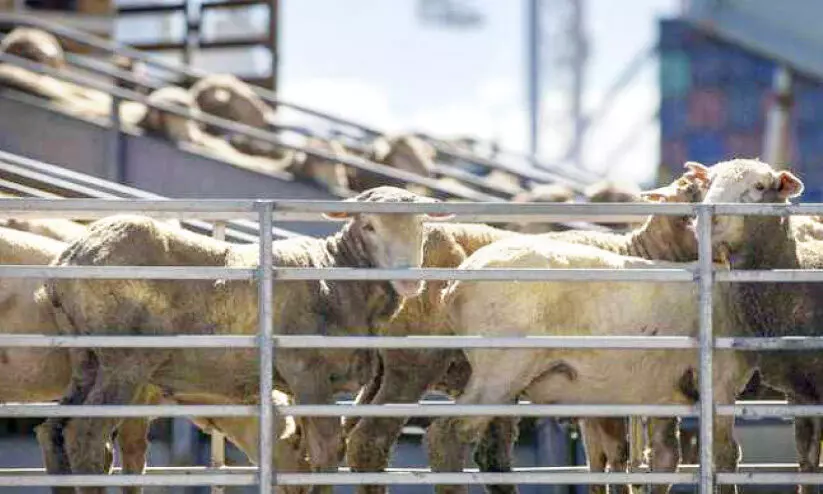 reducing goat shipment