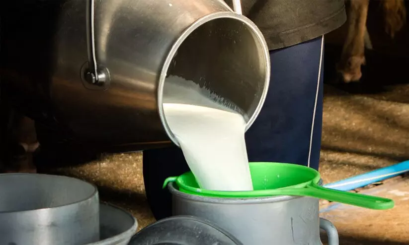dairy farm, milk