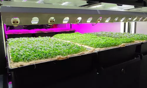 ഏ​റ്റ​വും വ​ലി​യ ഇ​ന്‍ഡോ​ര്‍ വെ​ർ​ട്ടി​ക്ക​ൽ ഫാം ​അ​ബൂ​ദ​ബി​യി​ല്‍