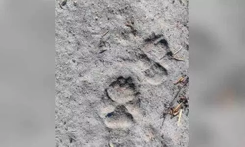 പു​ലി ഭീ​തി​യി​ൽ മാ​യാ​പു​രം