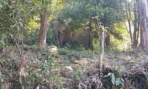 പൊന്മുടി ഹെയർ പിൻ വളവുകൾക്കിടയിൽ കാട്ടാനക്കൂട്ടമിറങ്ങി