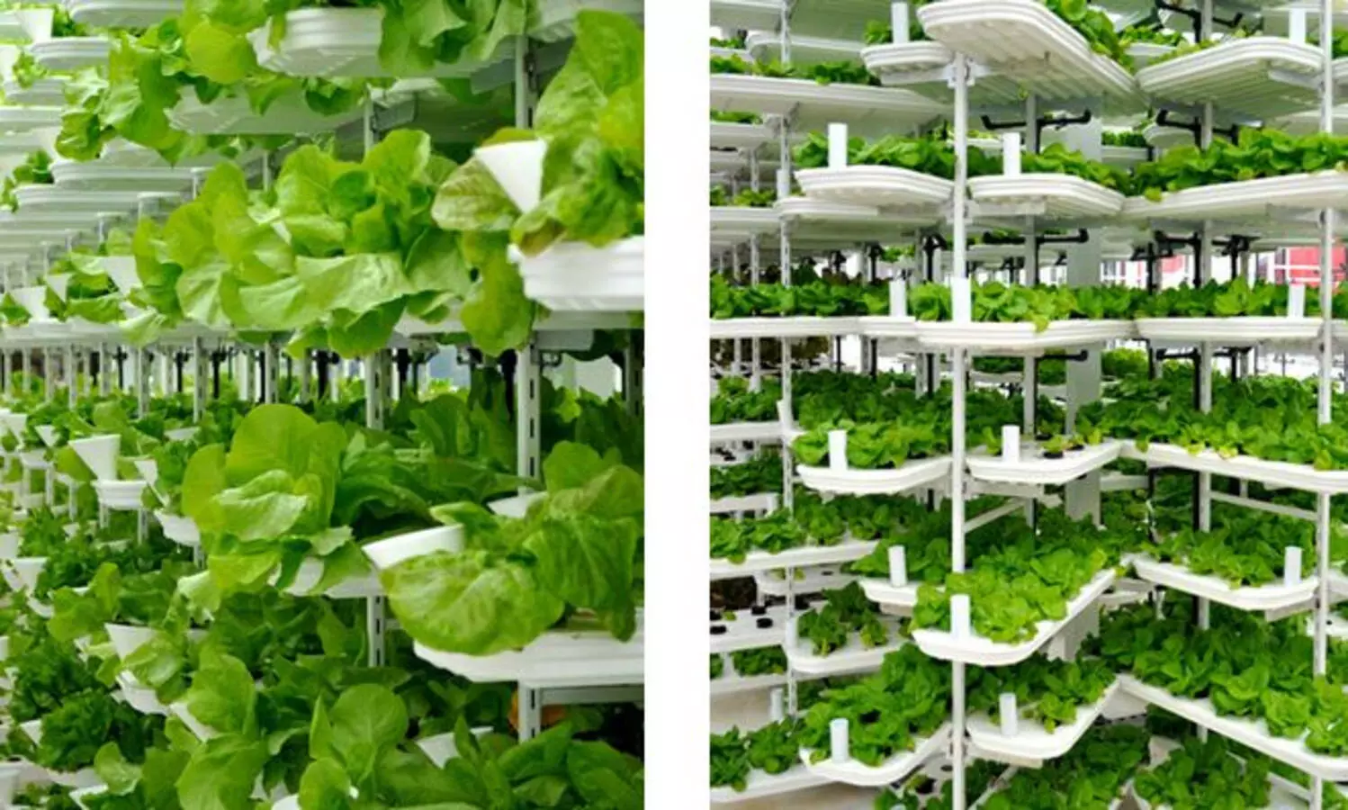 സംസ്ഥാനത്ത് വെര്‍ട്ടിക്കല്‍ മാതൃകയില്‍ പച്ചക്കറി കൃഷി