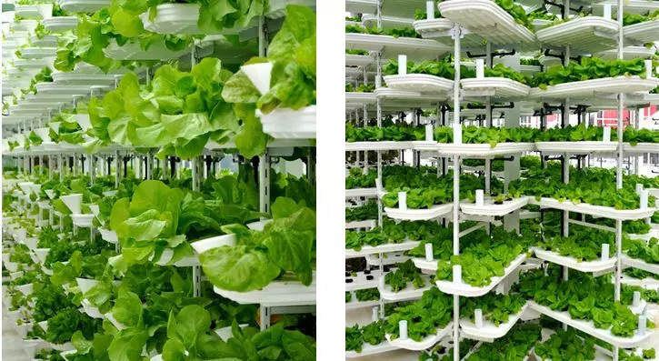 സംസ്ഥാനത്ത് വെര്‍ട്ടിക്കല്‍ മാതൃകയില്‍ പച്ചക്കറി കൃഷി