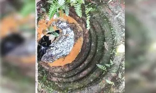 കിണറ്റിൽ വീണ പശുവിന് അഗ്നിരക്ഷാ സേന രക്ഷകരായി