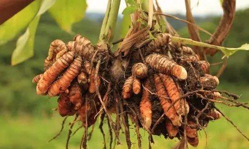 സ്വർണമല്ല, തനിത്തങ്കം; മഞ്ഞളിന് ഇത്രയേറെ ഔഷധ ഗുണങ്ങളുണ്ടായിരുന്നോ