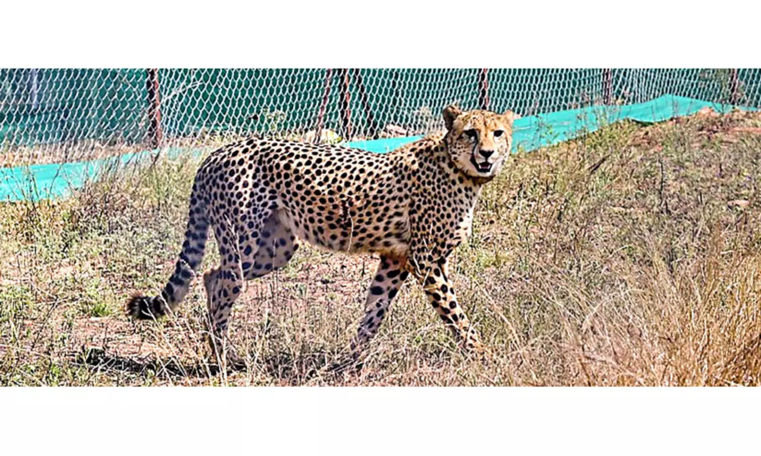 ചീറ്റകൾ വീണ്ടുമെത്തി; കുനോ ദേശീയോദ്യാനത്തിൽ നിരീക്ഷണത്തിൽ