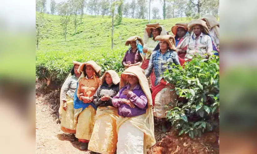 plantation workers,