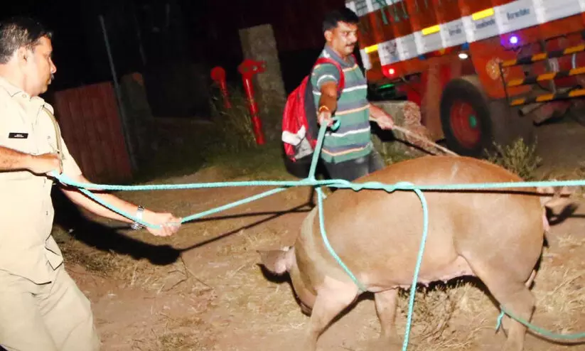 pig jumped from lorry