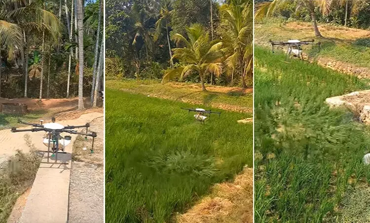 ഒരേക്കറിൽ മരുന്ന് തളിക്കാൻ വെറും എട്ട് മിനിറ്റ്; തറോപ്പൊയിൽ പാടത്ത് ഡ്രോൺ പറന്നു
