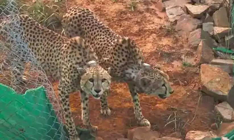 12 Cheetahs Arrive in MP`s Gwalior From Africa`s Namibia
