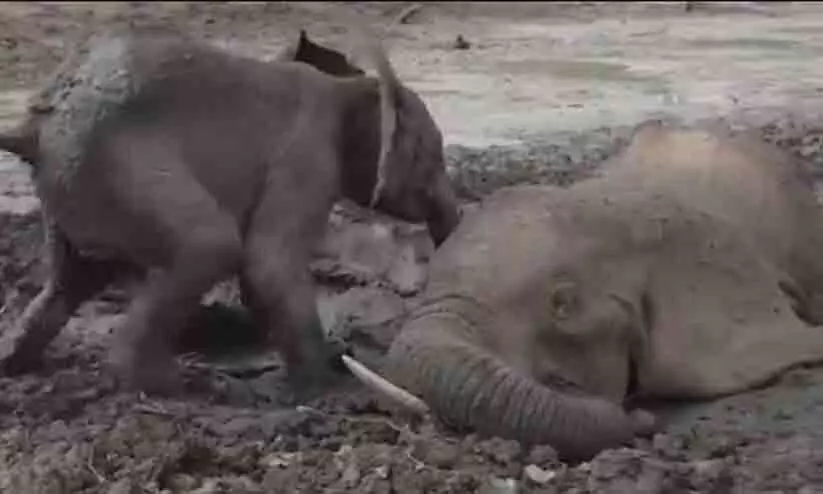 baby elephant- video viral