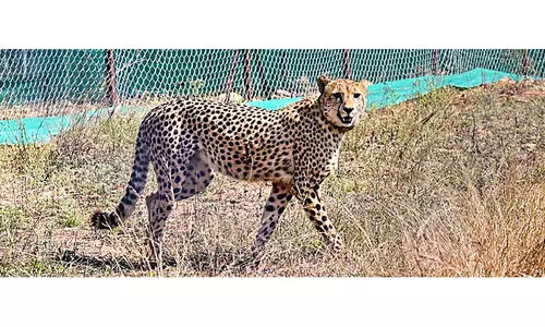 ചീറ്റകൾ വീണ്ടുമെത്തി; കുനോ ദേശീയോദ്യാനത്തിൽ നിരീക്ഷണത്തിൽ