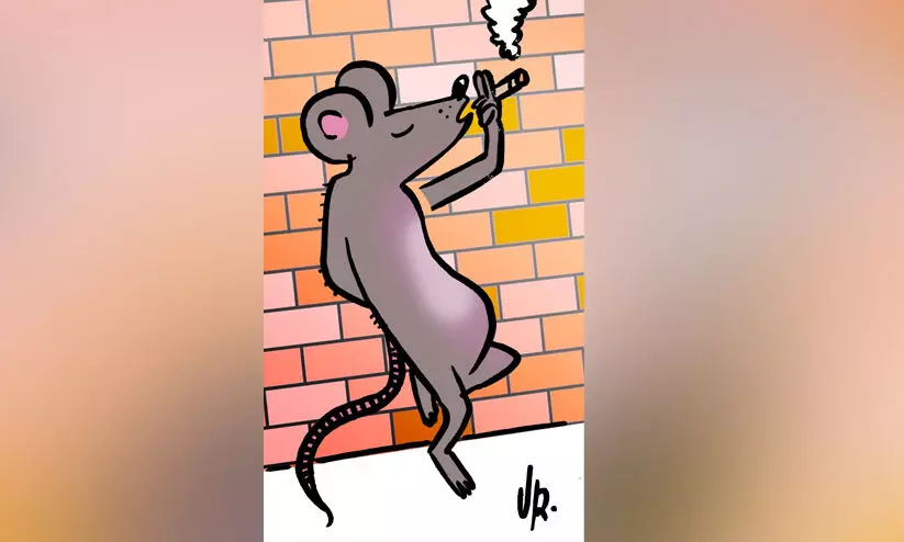 എലി കഞ്ചാവടിച്ചു; കോടതിയിൽ പ്രോസിക്യൂഷന്റെ വിചിത്രവാദം എലി കഞ്ചാവടിച്ചു; കോടതിയിൽ പ്രോസിക്യൂഷന്റെ വിചിത്രവാദം