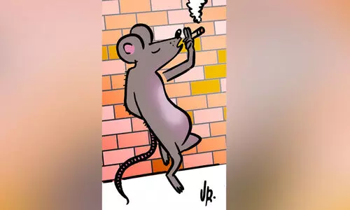 ​എ​ലി ക​ഞ്ചാ​വ​ടി​ച്ചു; കോ​ട​തി​യി​ൽ പ്രോ​സി​ക്യൂ​ഷ​ന്റെ വിചിത്രവാദം