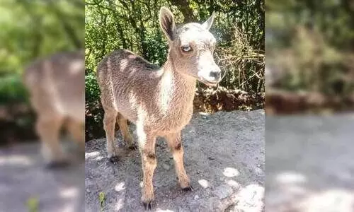 ഇരവികുളത്ത് ഇതുവരെ പിറന്നത് 47 വരയാടിൻ കുഞ്ഞുങ്ങൾ