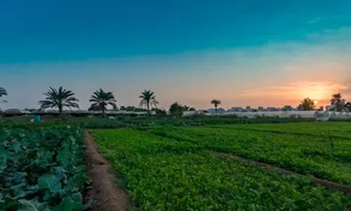 കാ​ർ​ഷി​ക​മേ​ള; ത​ദ്ദേ​ശീ​യ ക​ർ​ഷ​ക​ർ​ക്ക്​ വി​പ​ണി​യൊ​രു​ക്കു​ന്ന​തി​ൽ വി​ജ​യം