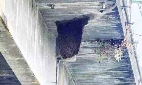 കടന്നൽ ആക്രമണം; പത്ത്​ പേർക്ക് കുത്തേറ്റു